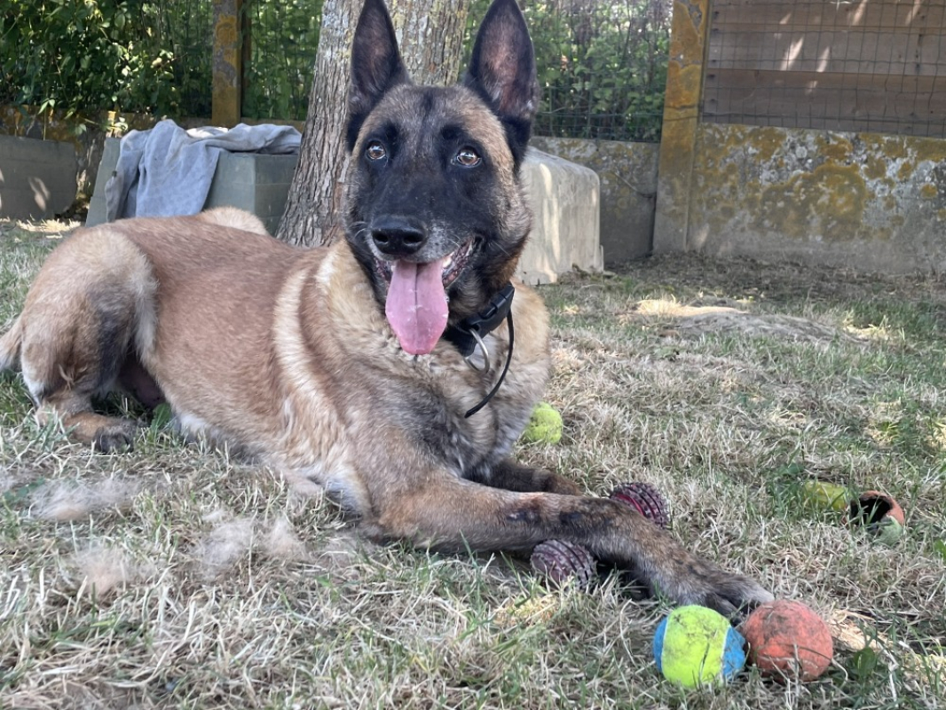 Junior - Chien Berger Belge Malinois à adopter - photo 3