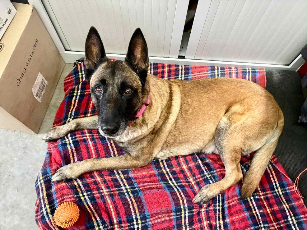 Junior - Chien Berger Belge Malinois à adopter - photo 4
