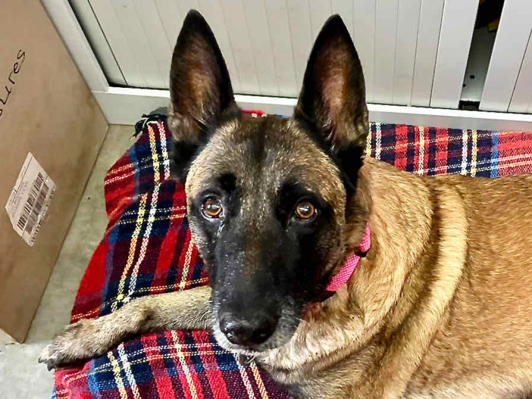 Junior - Chien Berger Belge Malinois à adopter - photo 5