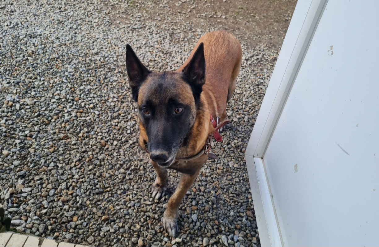Junior - Chien Berger Belge Malinois à adopter - photo 6