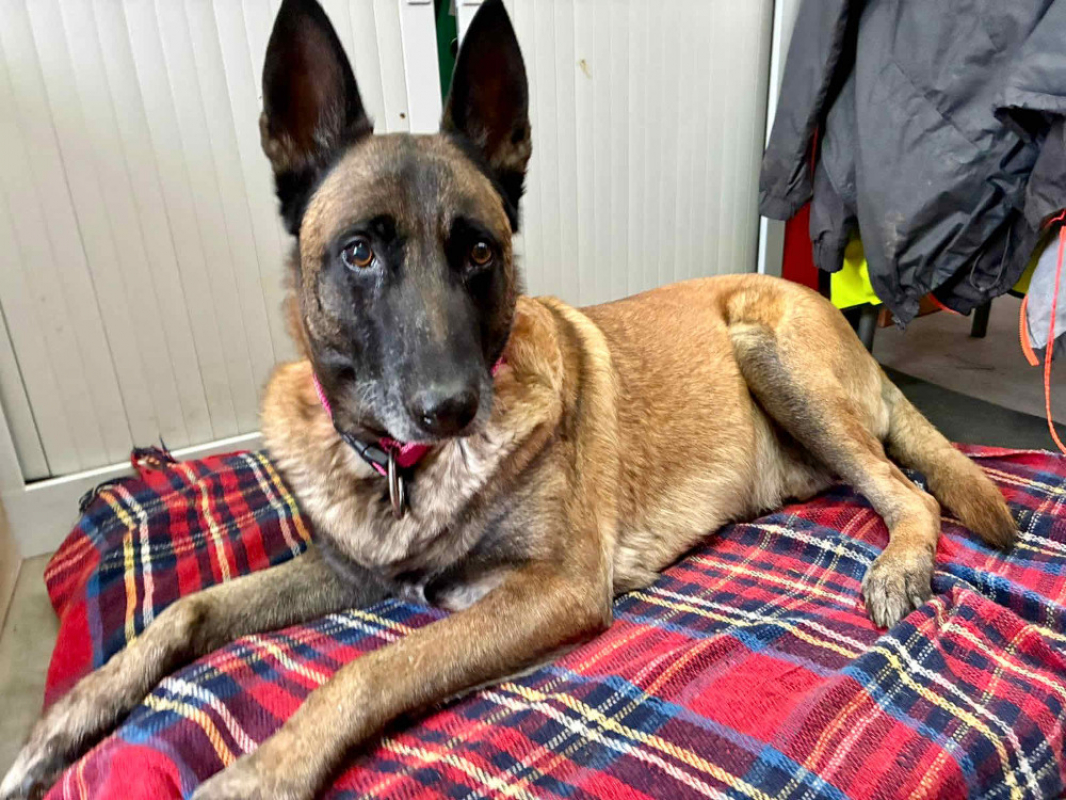 Junior - Chien Berger Belge Malinois à adopter - photo 7