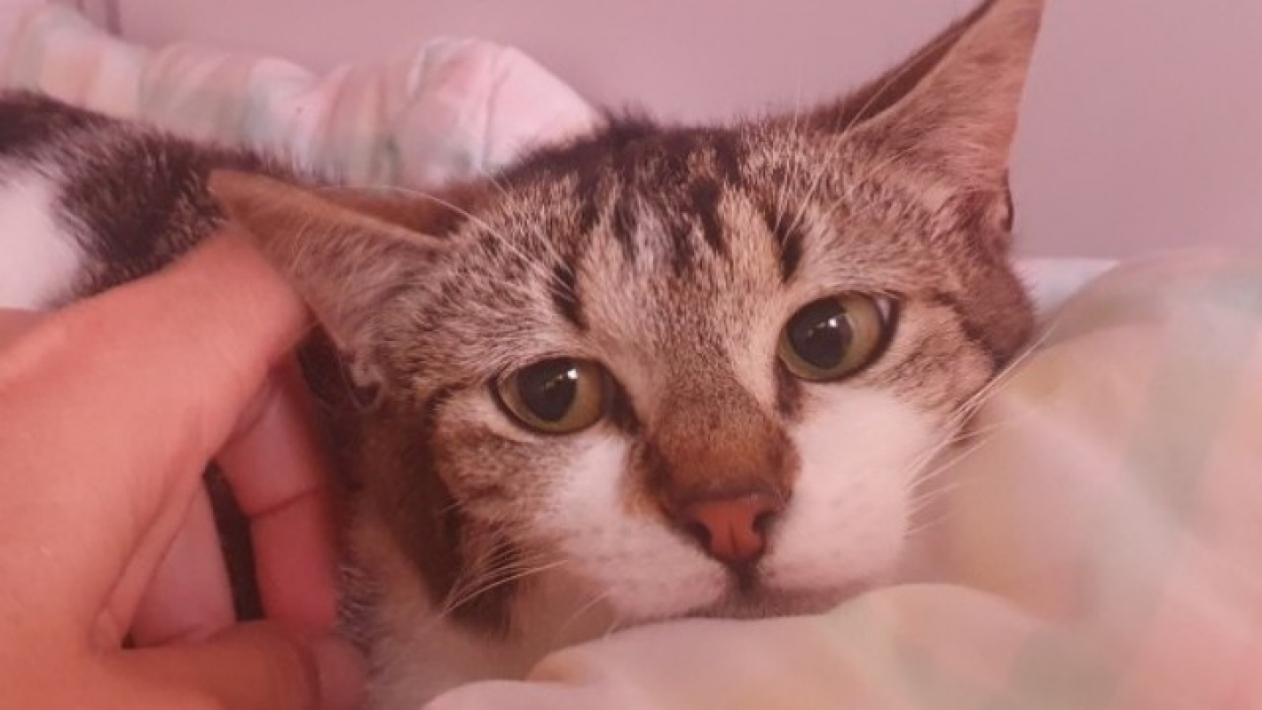 Photo de Yelle