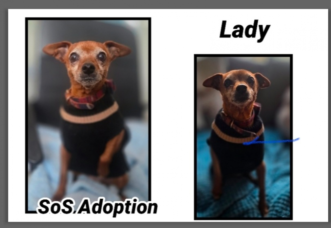 Photo de Lady