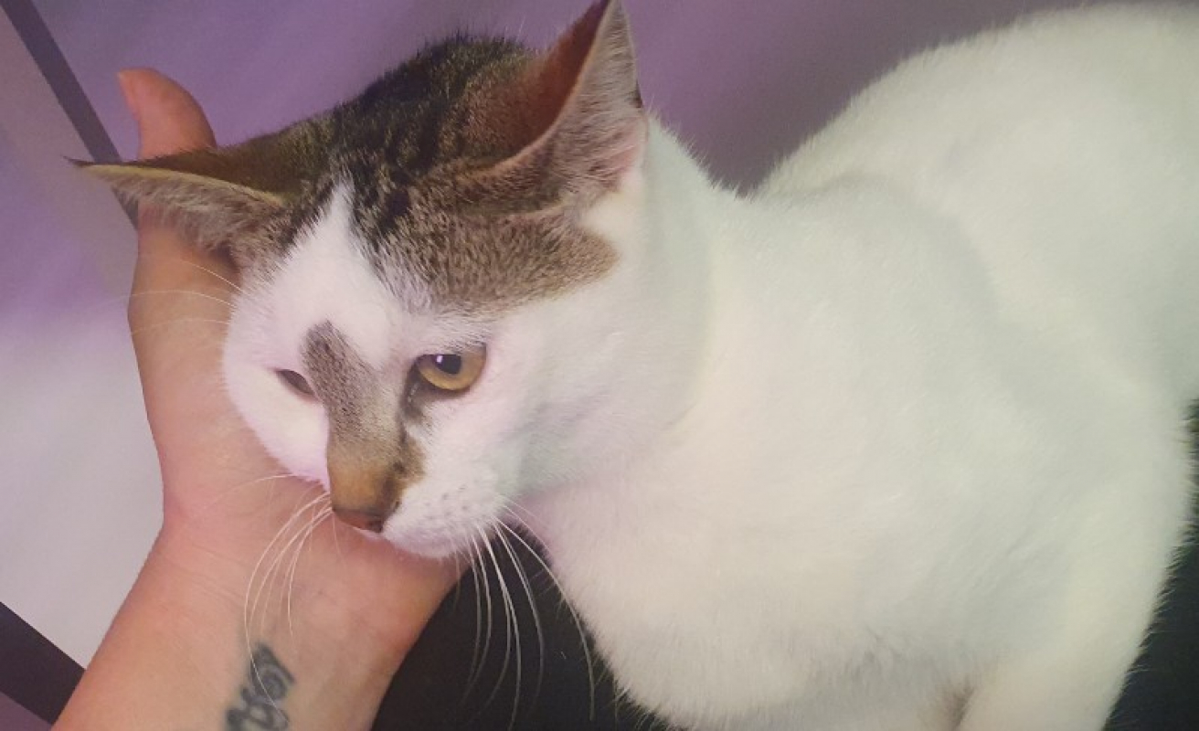 Photo de Kitkat