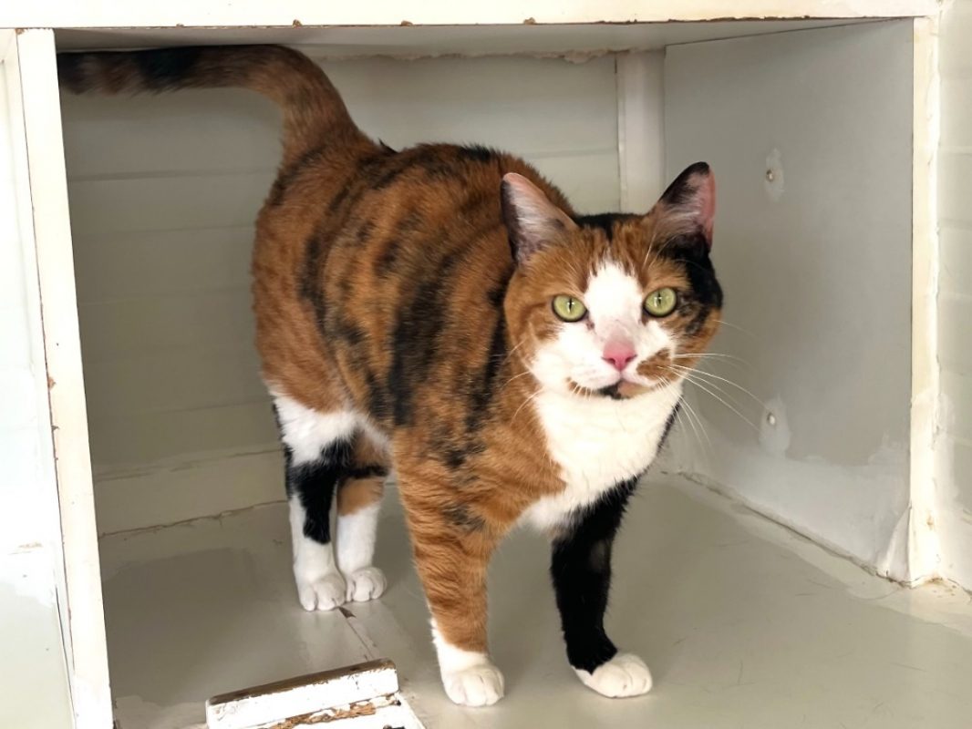 Euphorbe - Européen à adopter à Vannes (56) - Animaux.fr