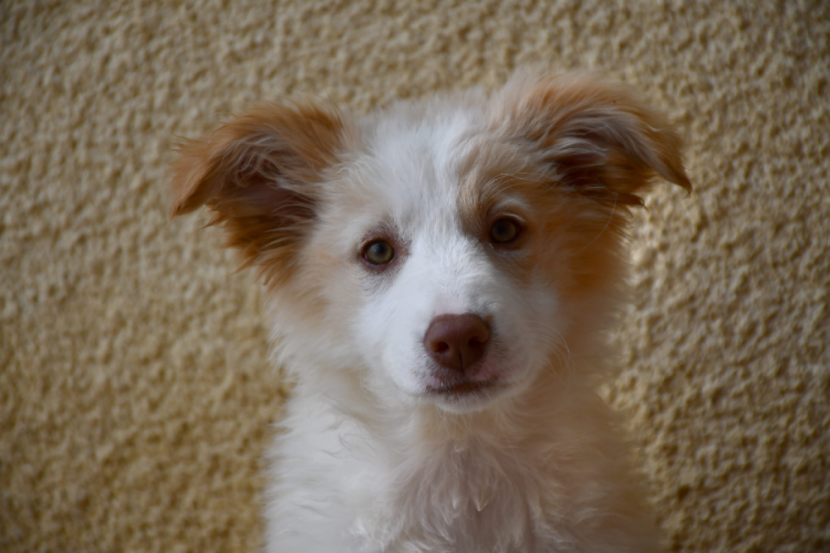 Photo de Nova