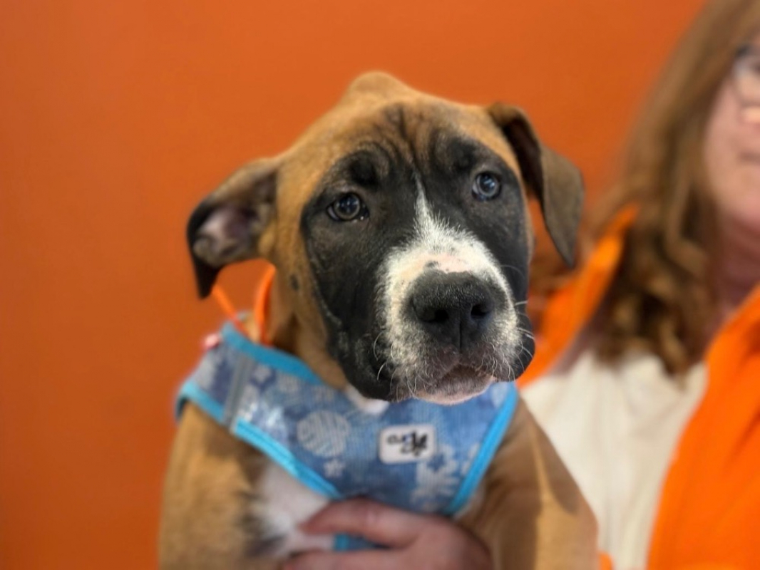 Photo de Odin