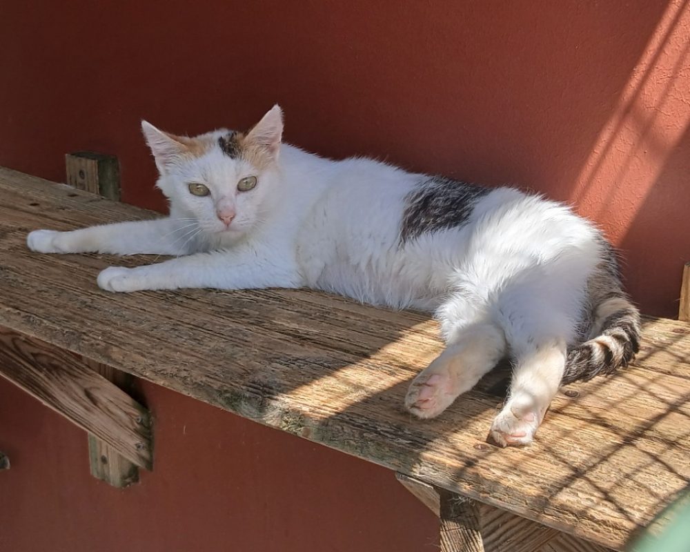 Lisa - Chat à adopter