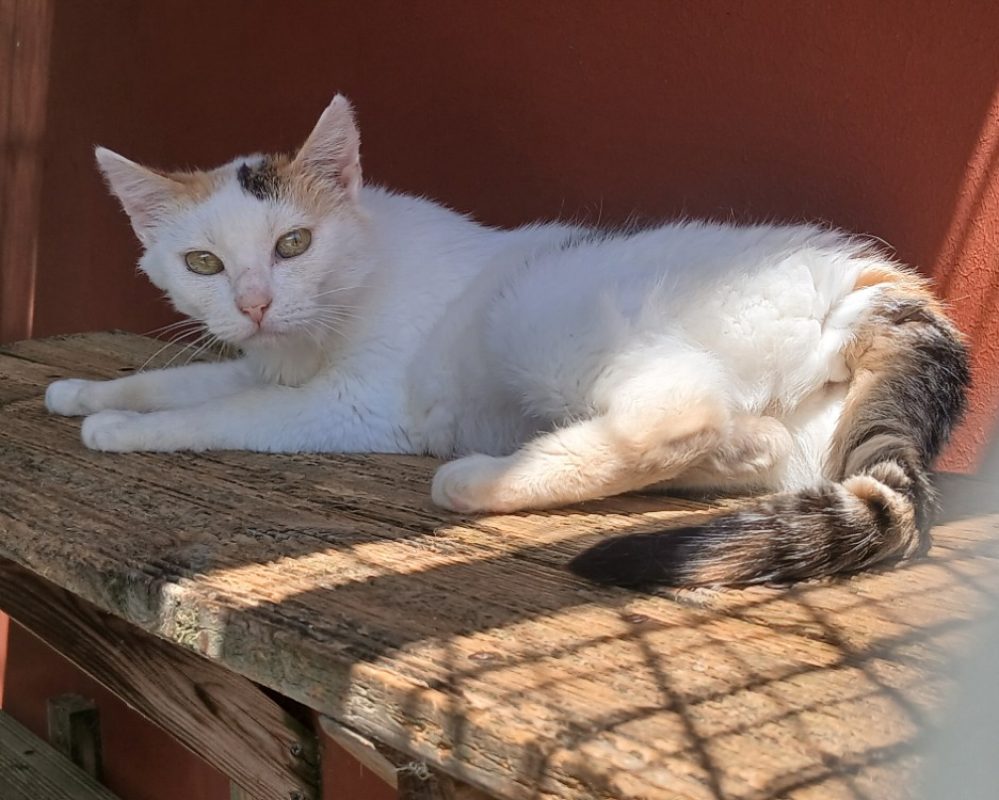 Lisa - Chat à adopter - photo 2