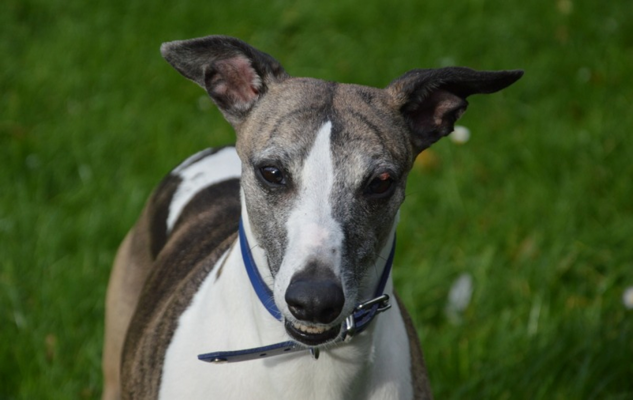 Photo #1 de NaÏa chao