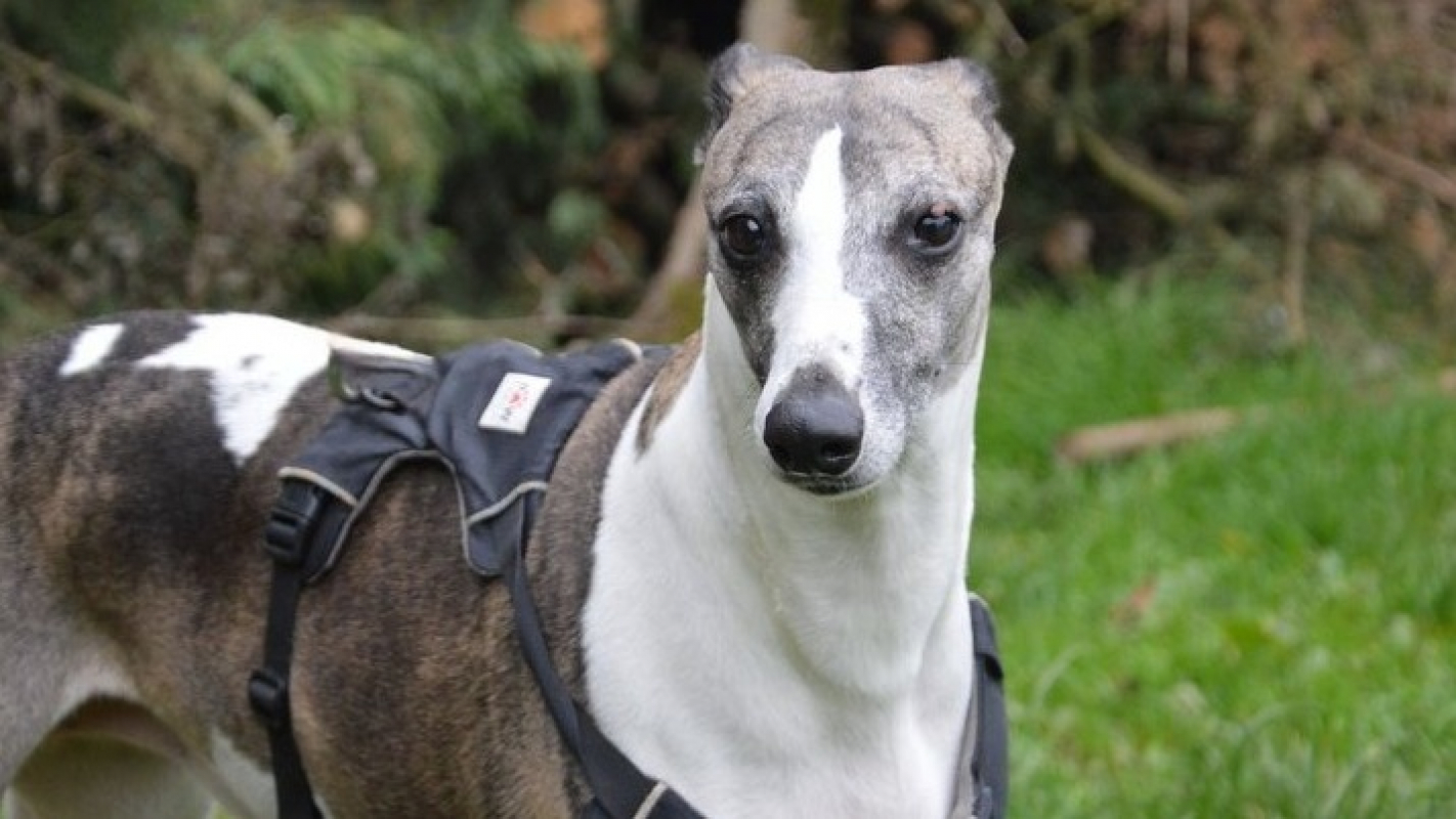 Photo #2 de NaÏa chao