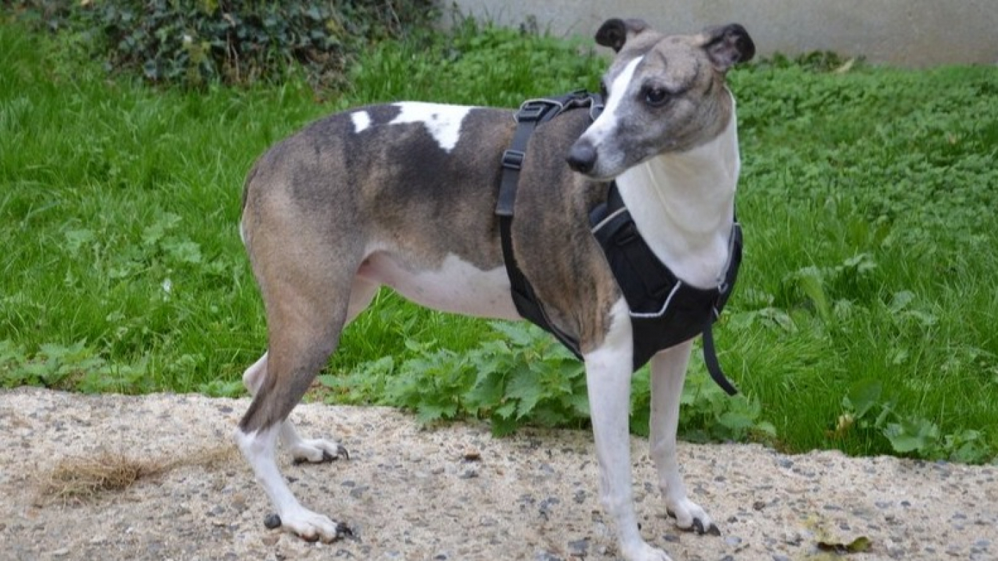 Photo #3 de NaÏa chao