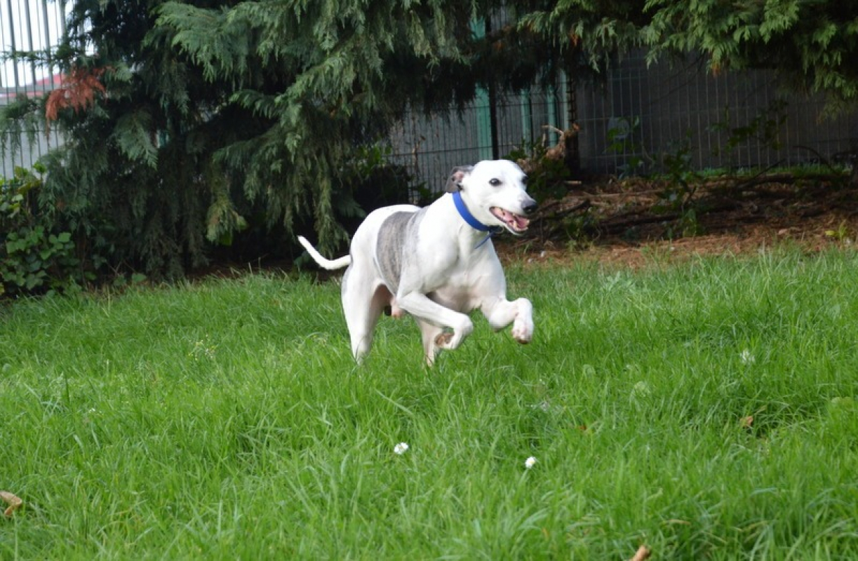 Photo #4 de NaÏa chao