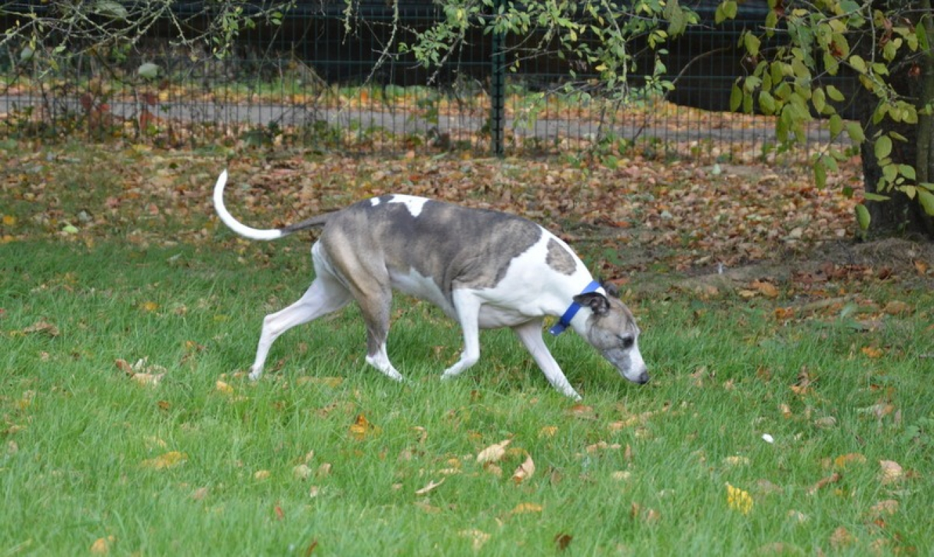 Photo #5 de NaÏa chao