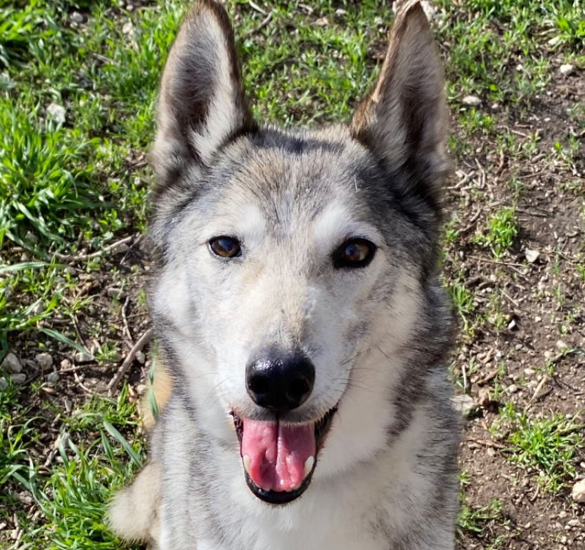 Iris - Chien Husky Sibérien à adopter