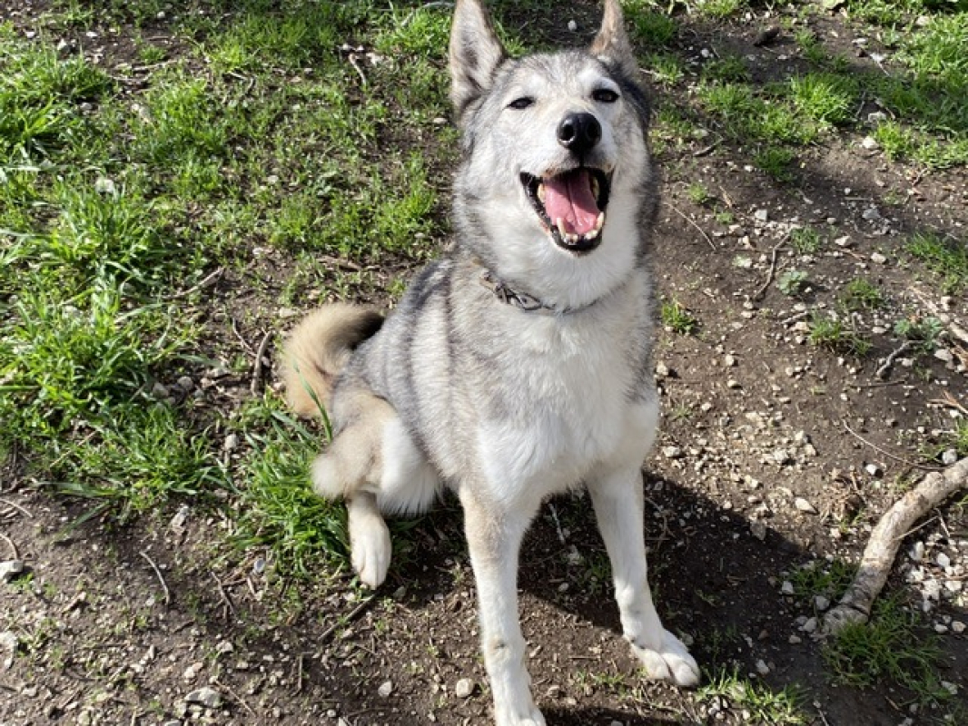 Iris - Chien Husky Sibérien à adopter - photo 2