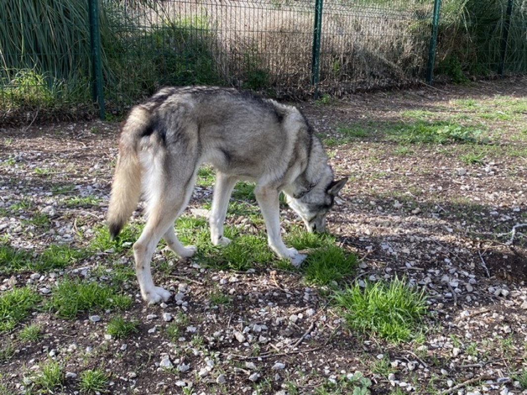 Iris - Chien Husky Sibérien à adopter - photo 3