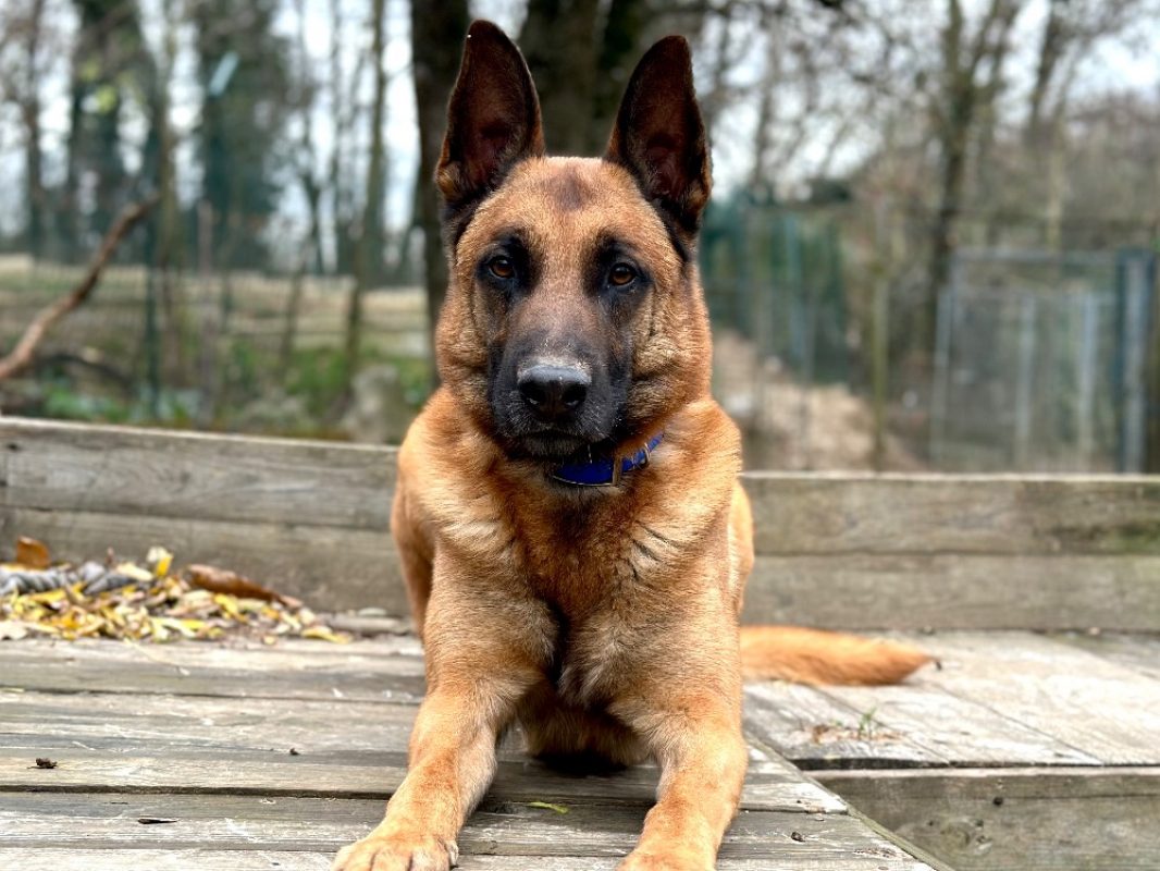 Waly - Chien Berger Belge Malinois à adopter
