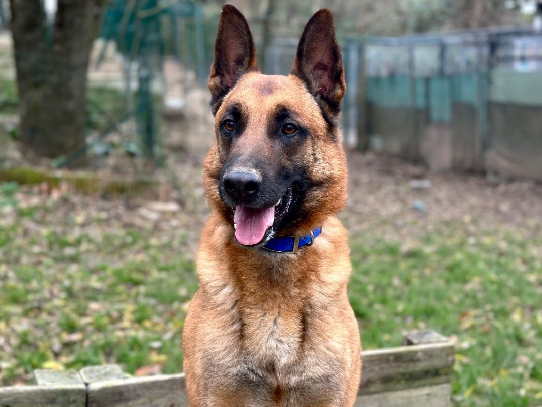 Waly - Chien Berger Belge Malinois à adopter - photo 2