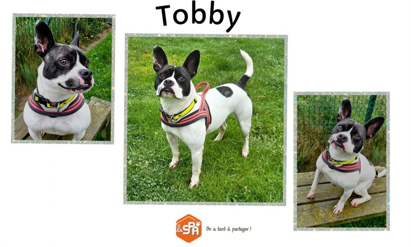 Tobby Tobby - Chien à adopter à Tollevast (50) - Animaux.fr