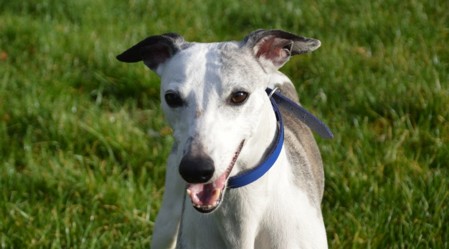 Photo #1 de Oreo chao