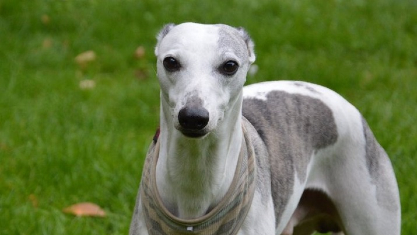 Photo #2 de Oreo chao