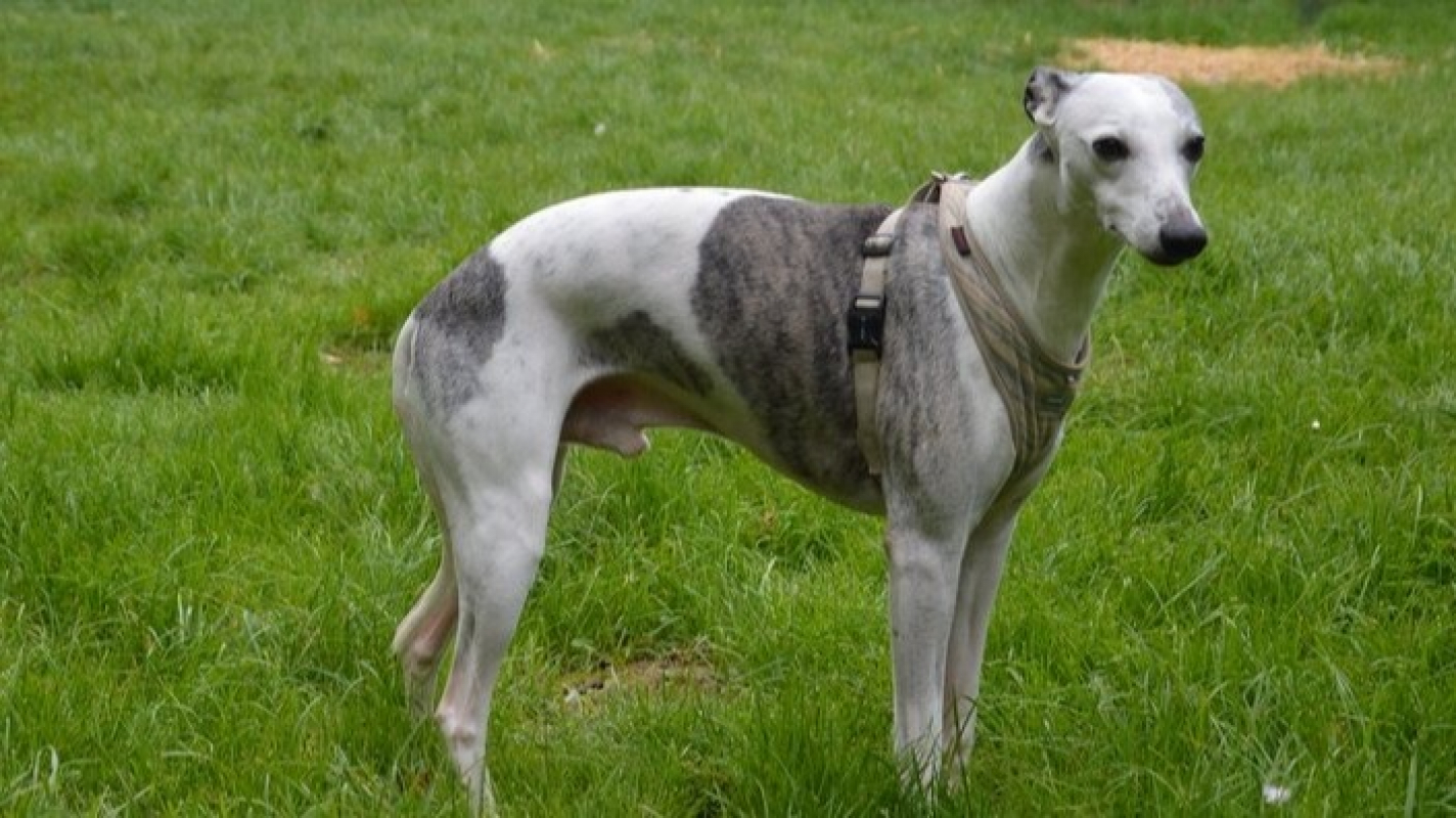 Photo #3 de Oreo chao