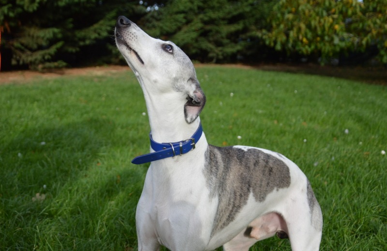 Photo #4 de Oreo chao