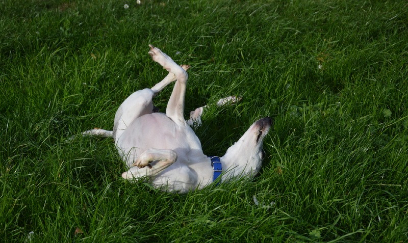 Photo #5 de Oreo chao