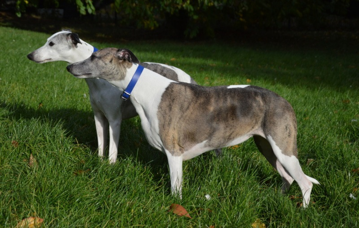 Photo #6 de Oreo chao