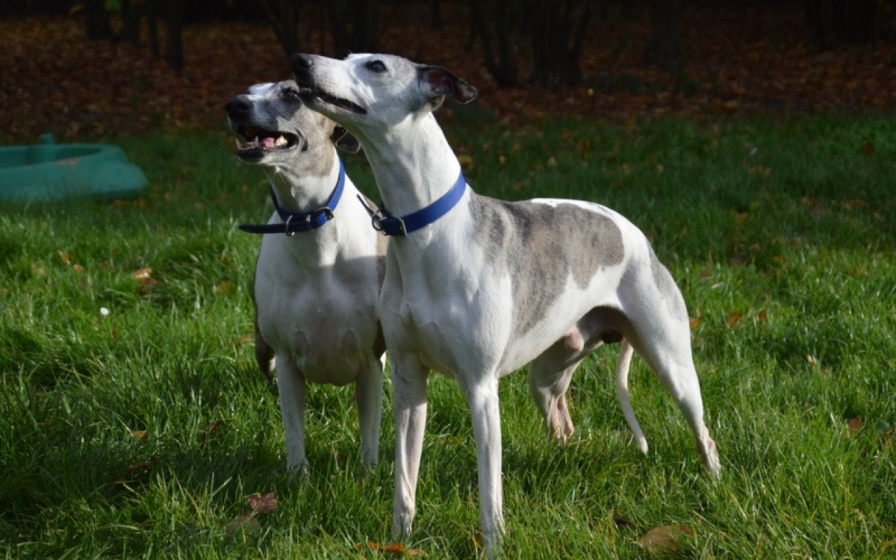 Photo #7 de Oreo chao