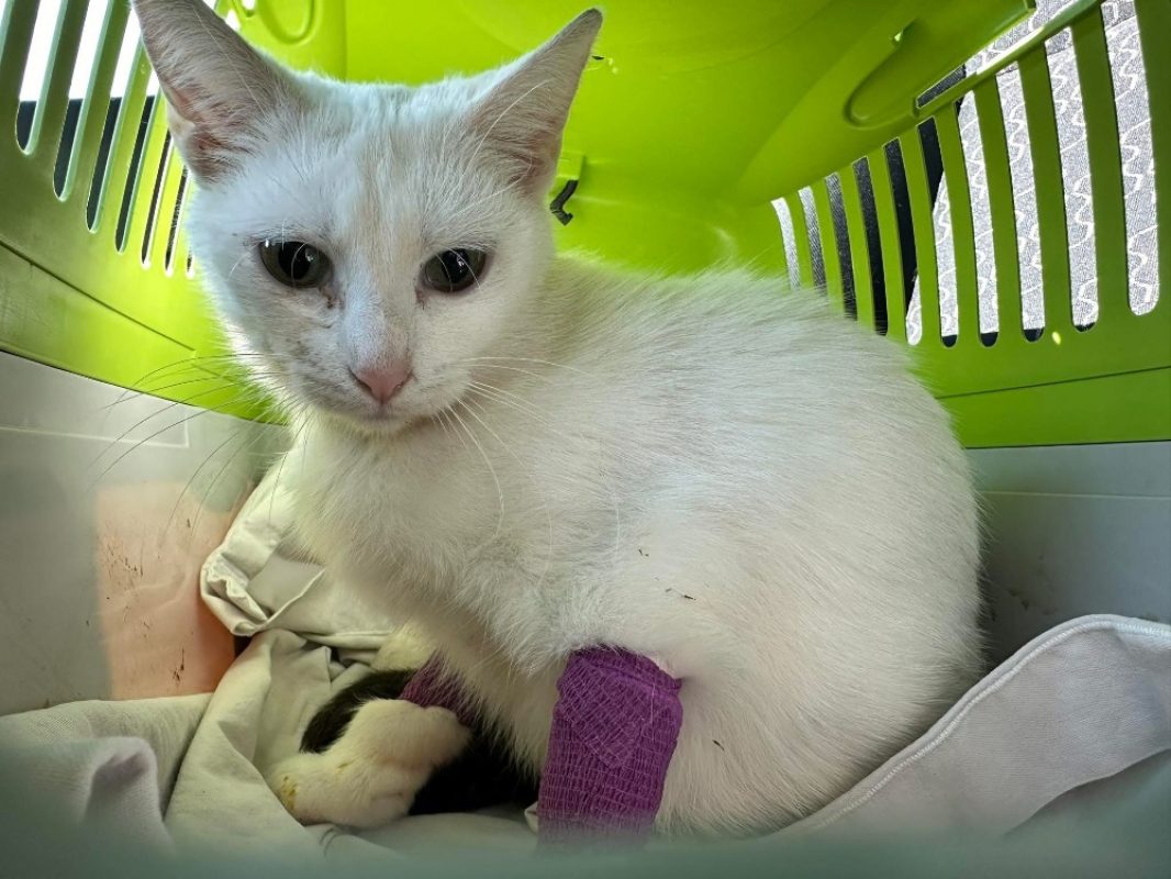 Blancka - Chat Européen à adopter