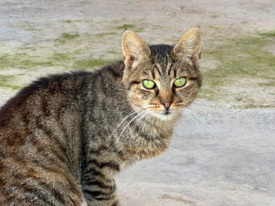 Bianca en sos - Chat Européen à adopter