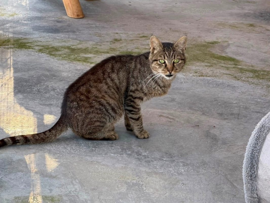 Bianca en sos - Chat Européen à adopter - photo 2