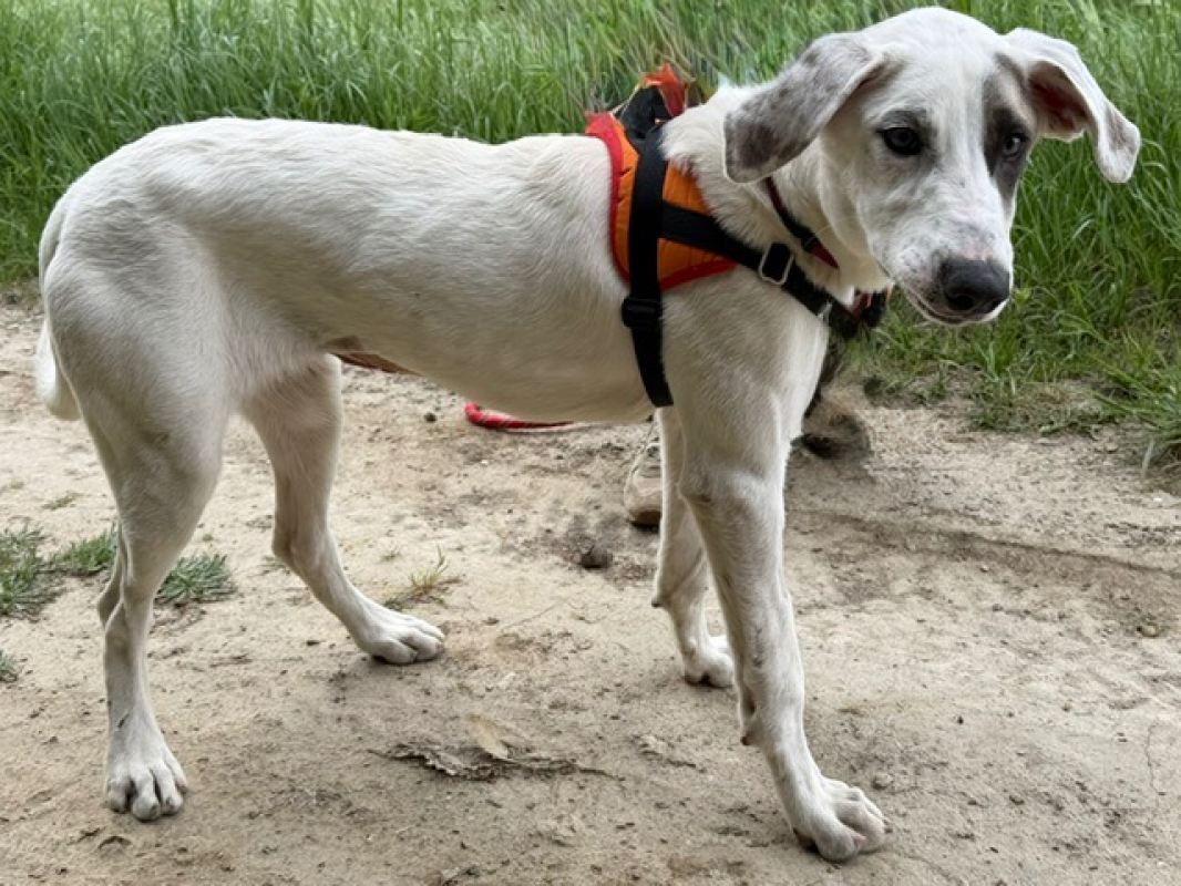 Photo #2 de Penny