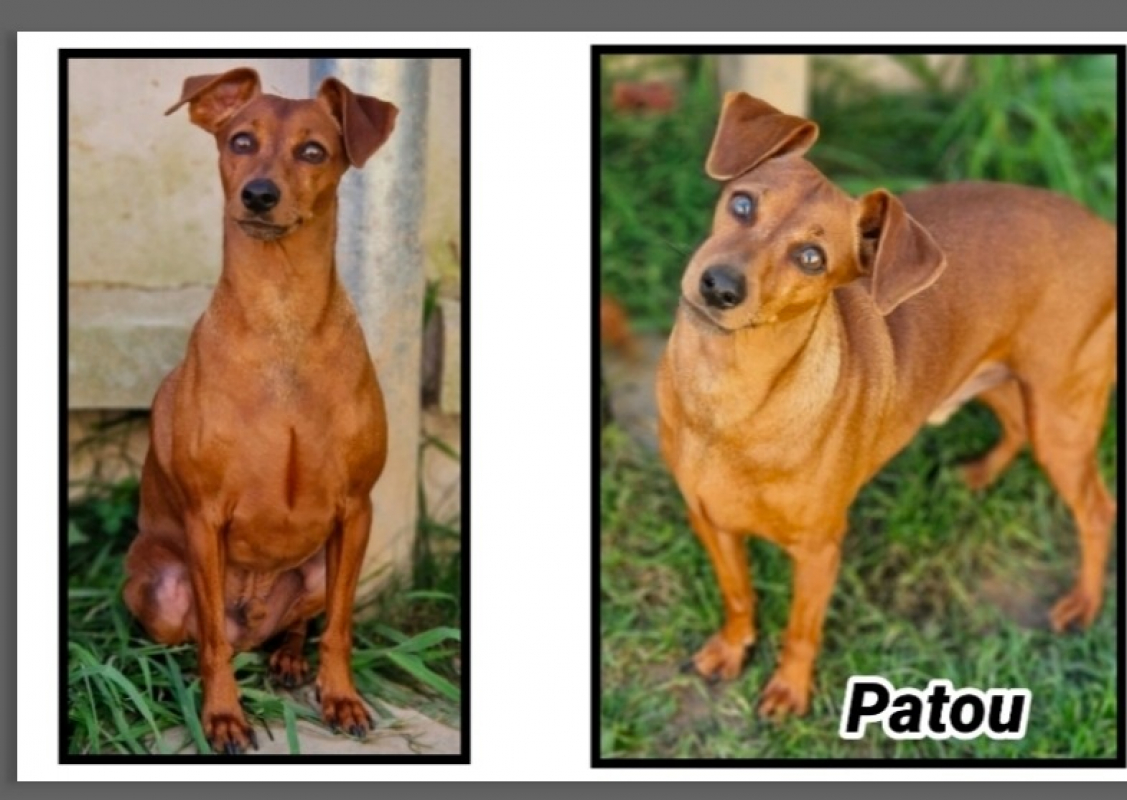 Photo de Patou