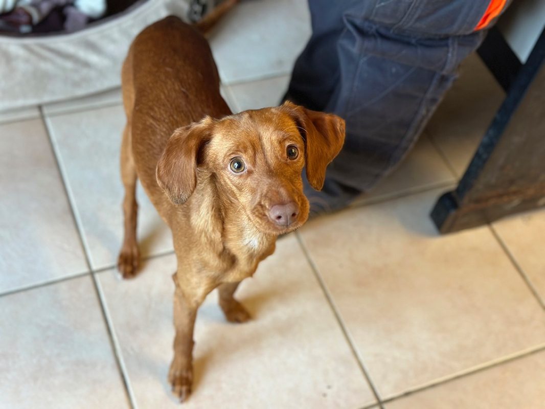 Zooble - Chien à adopter - photo 5
