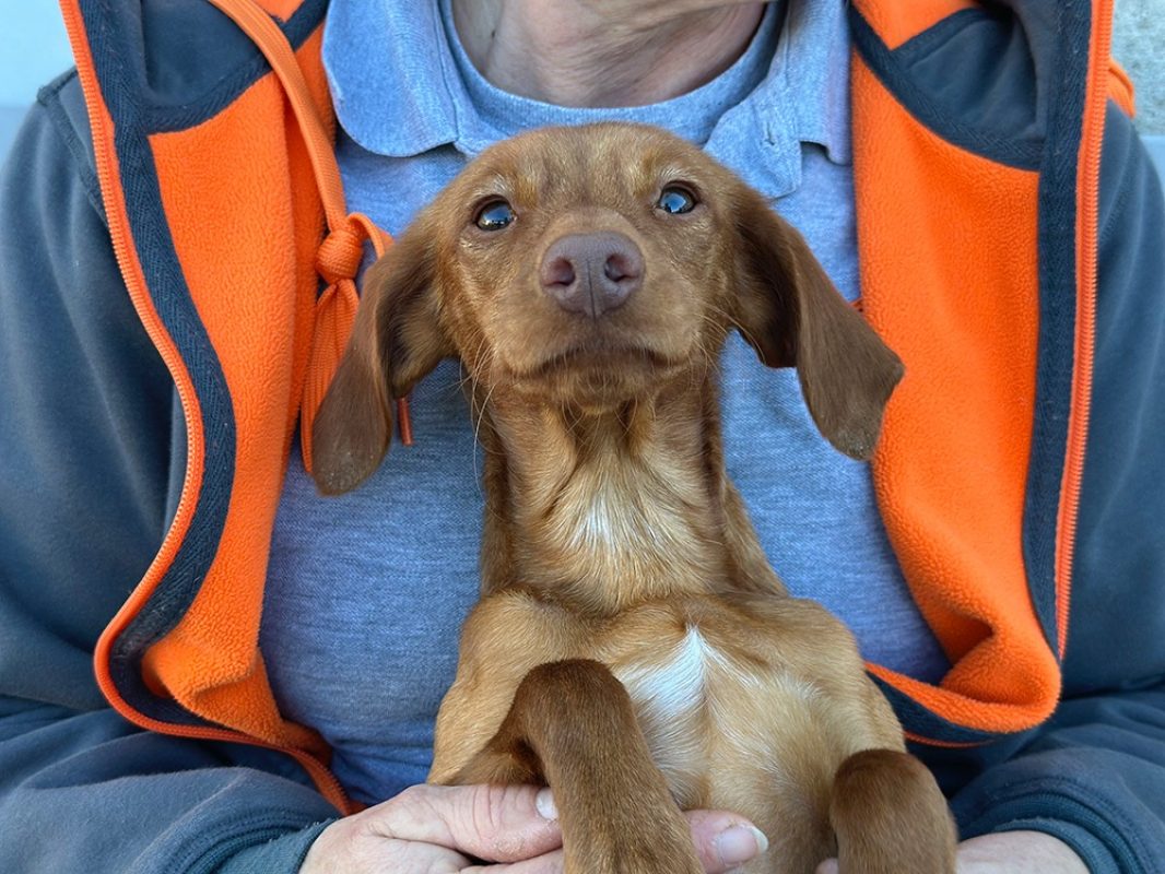 Zooble - Chien à adopter - photo 6