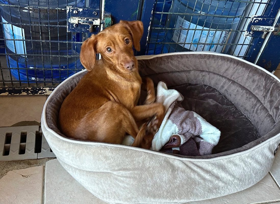 Zooble - Chien à adopter - photo 7