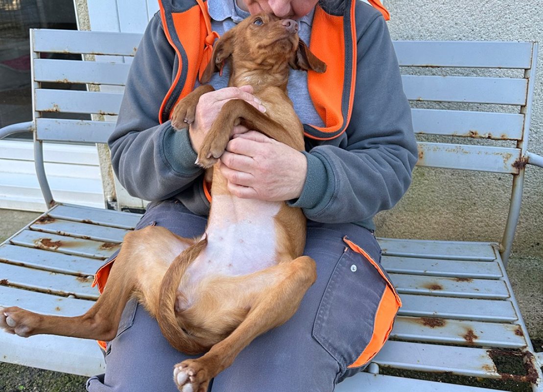 Zooble - Chien à adopter - photo 9