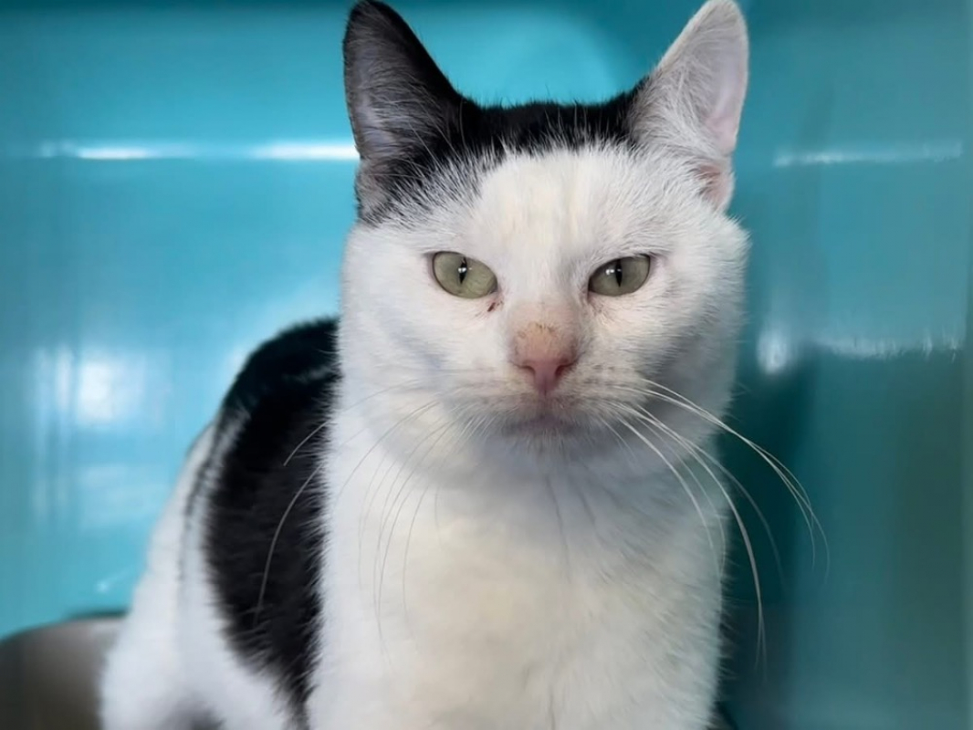 Photo #1 de Alphonse