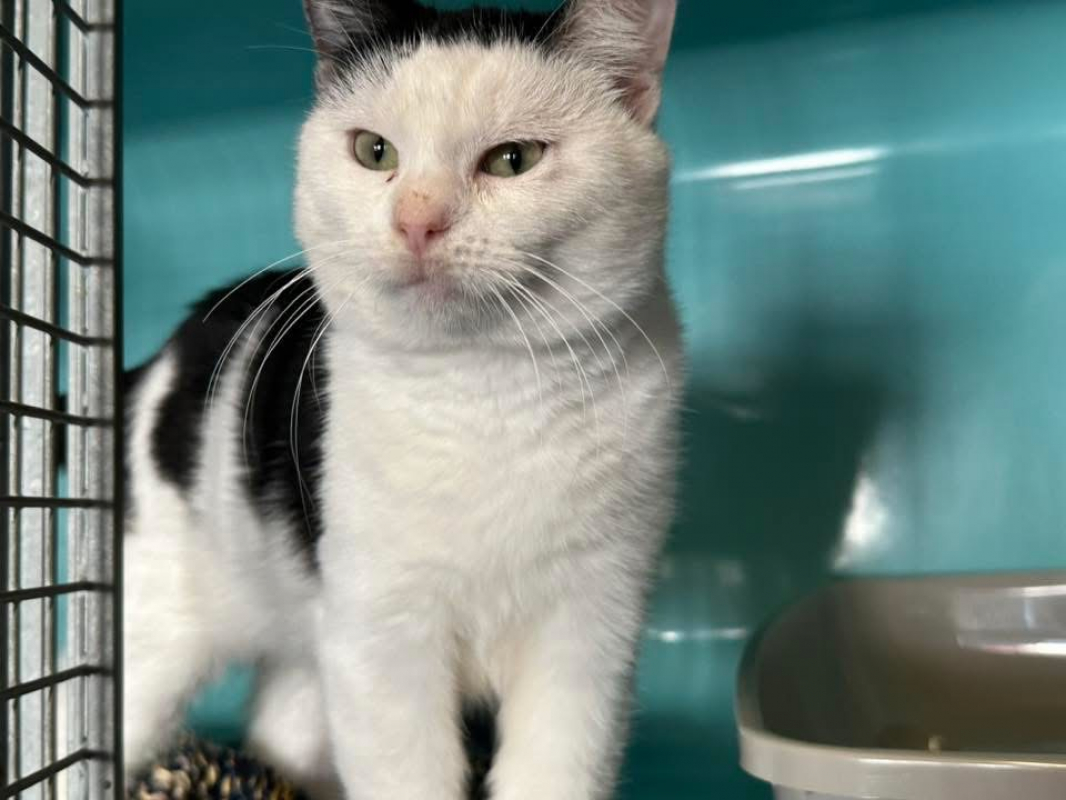 Photo #2 de Alphonse