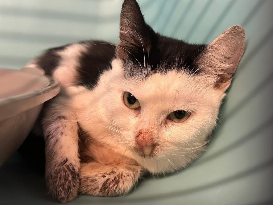 Photo #3 de Alphonse