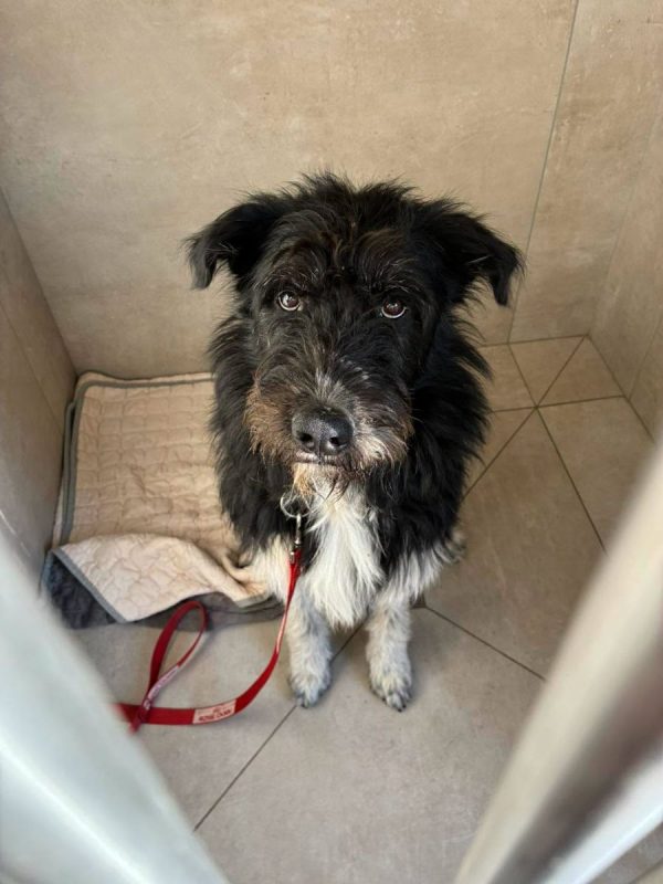 MILO - Chien Griffon Korthals x Drahthaar à adopter - photo 3