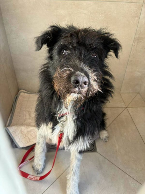MILO - Chien Griffon Korthals x Drahthaar à adopter - photo 4