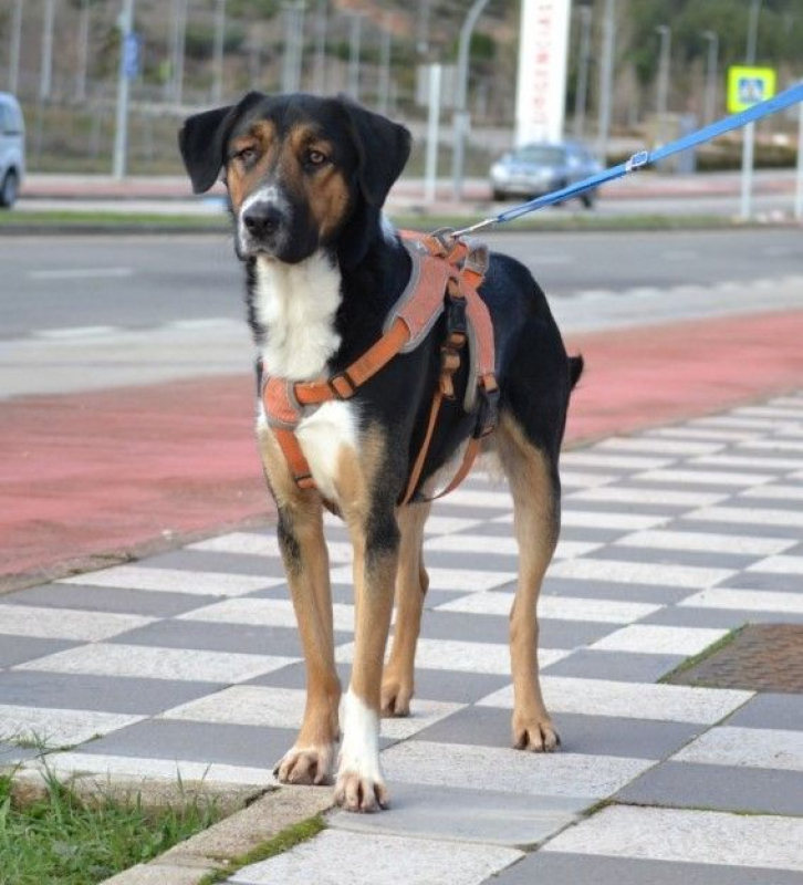 Photo #6 de TRASTO