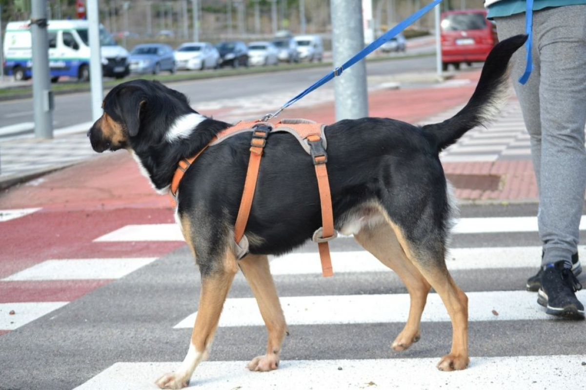 Photo #4 de TRASTO