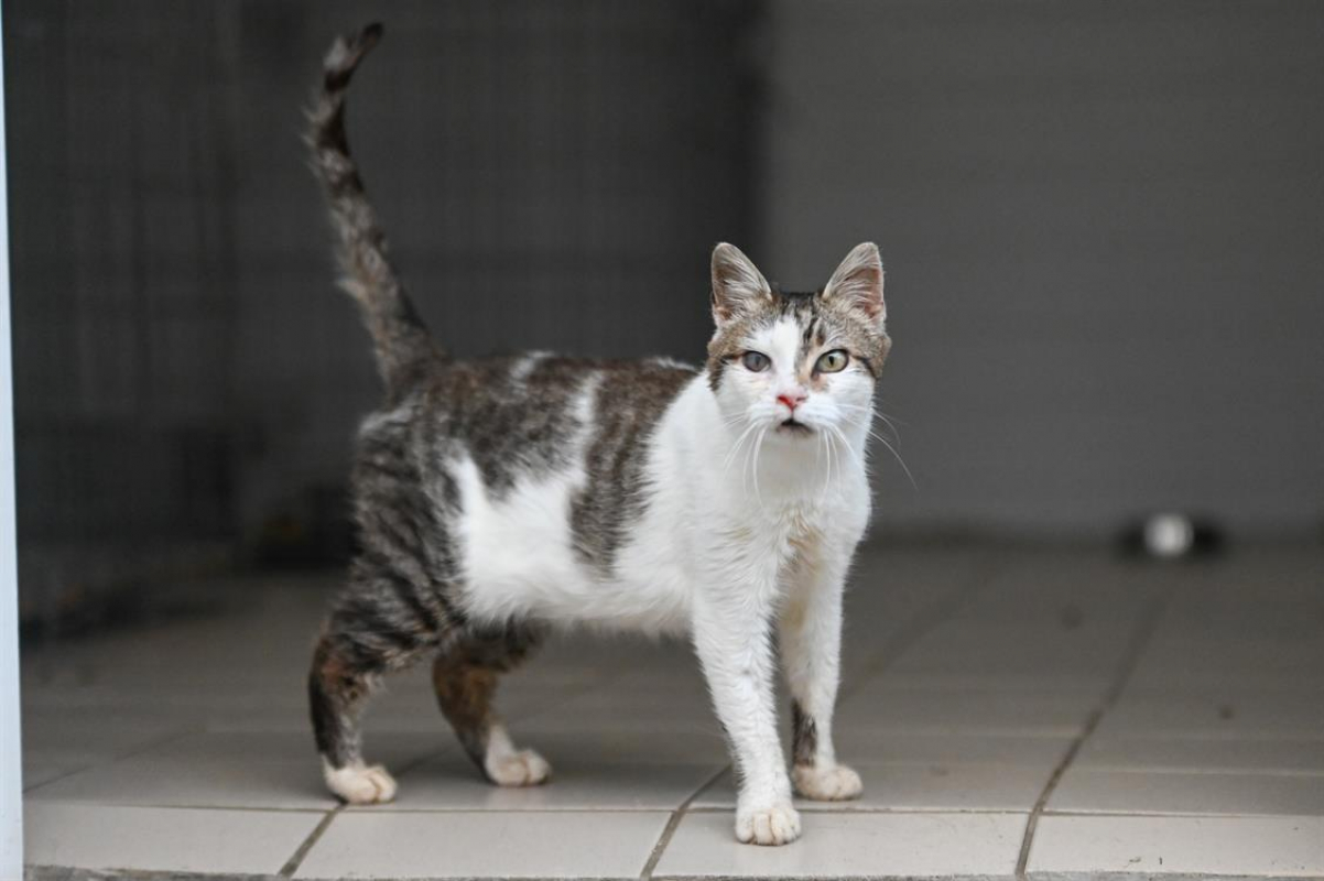 Photo #1 de Chataigne