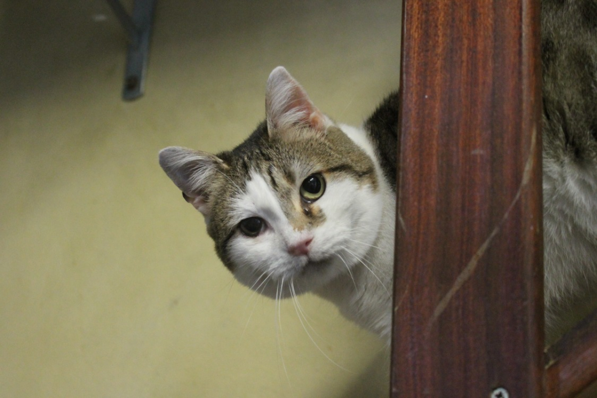 Photo #2 de Chataigne