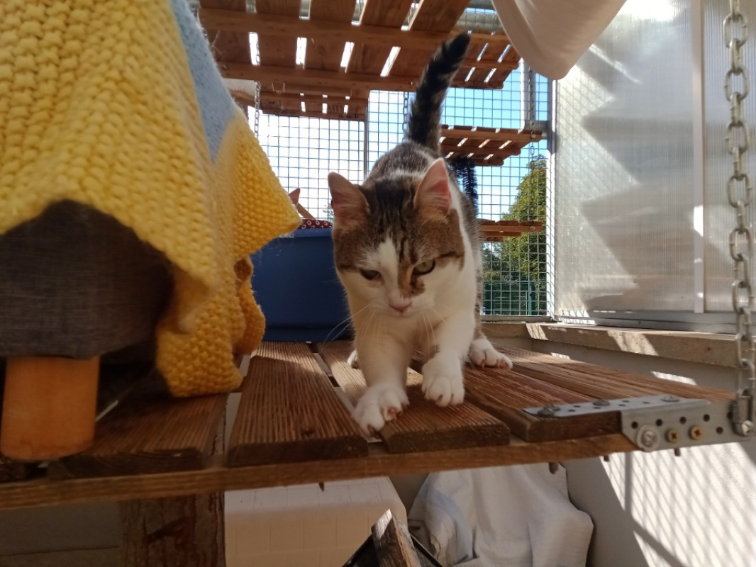 Photo #3 de Chataigne